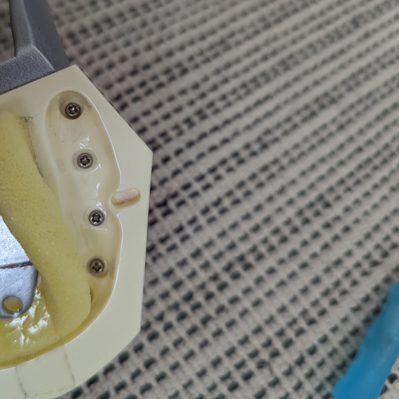 Typodont - Picture 4 of 7